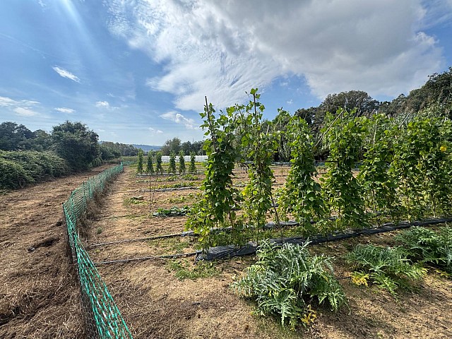  Casa Masia en venta en Sant Daniel Tordera  (43)