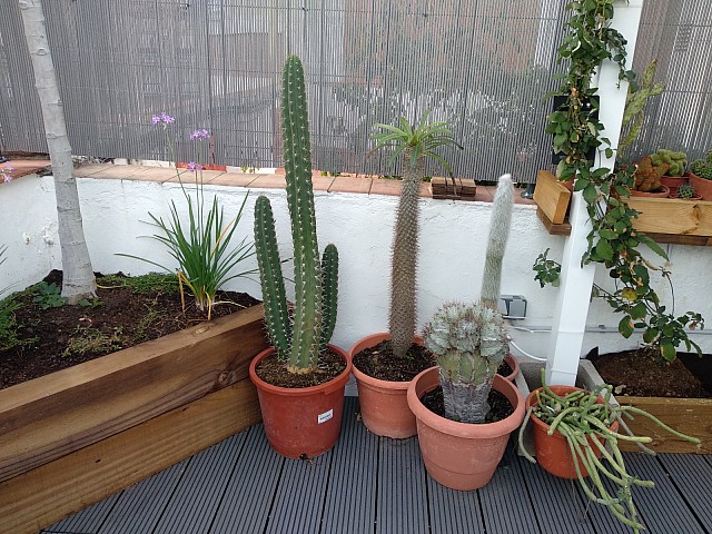 Atico en alquiler en Sant Antoni, Barcelona.