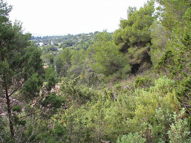 terreno boscoso en venta en urbanización de lujo en Ibiza