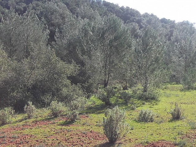 Vistas del terreno