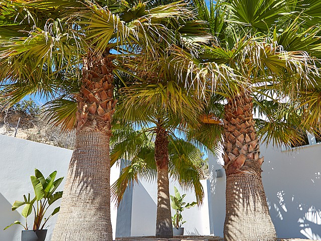 Роскошные пальмы виллы в аренду на Ибице 